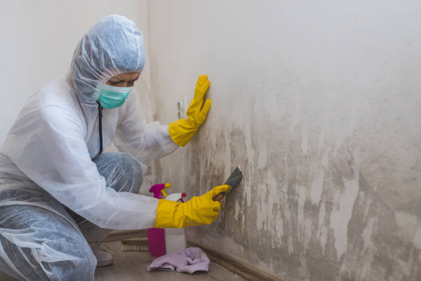 Best Emergency Mold Remediation  in Madeira, OH