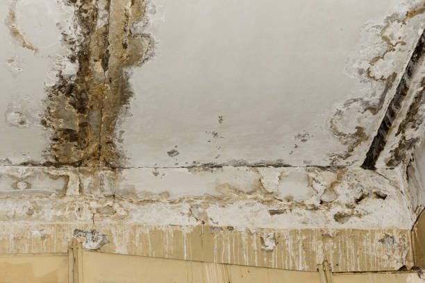 Best Asbestos and Lead Testing During Mold Inspection  in Madeira, OH