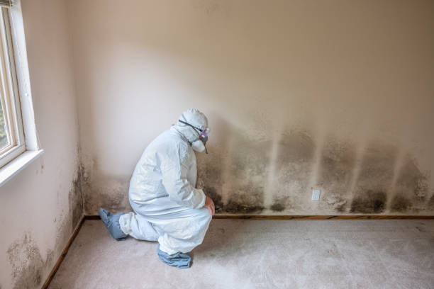 Biohazard Mold Removal in Madeira, OH