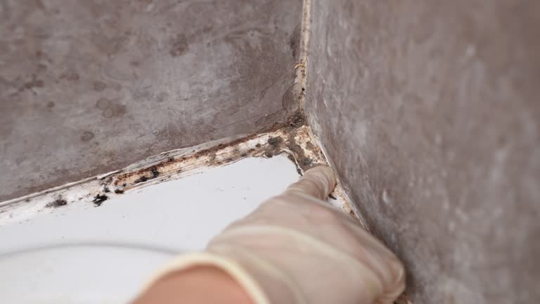 Best Mold Damage Restoration  in Madeira, OH